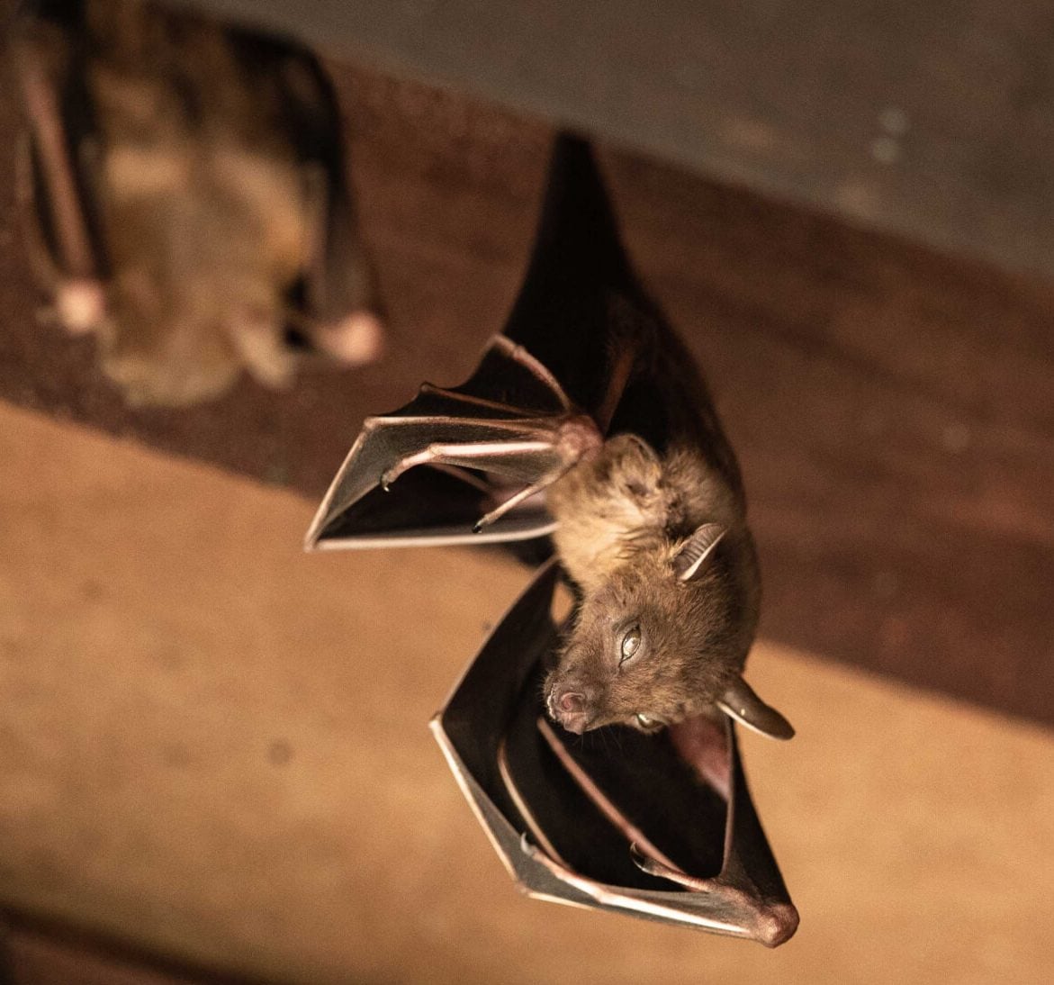 Bat removal services from wildlife removal experts in Minneapolis, Minnesota